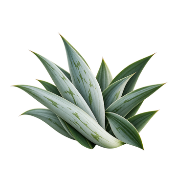 Plant Based